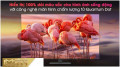 Smart Tivi QLED Samsung 4K 50 inch QA50Q80AA